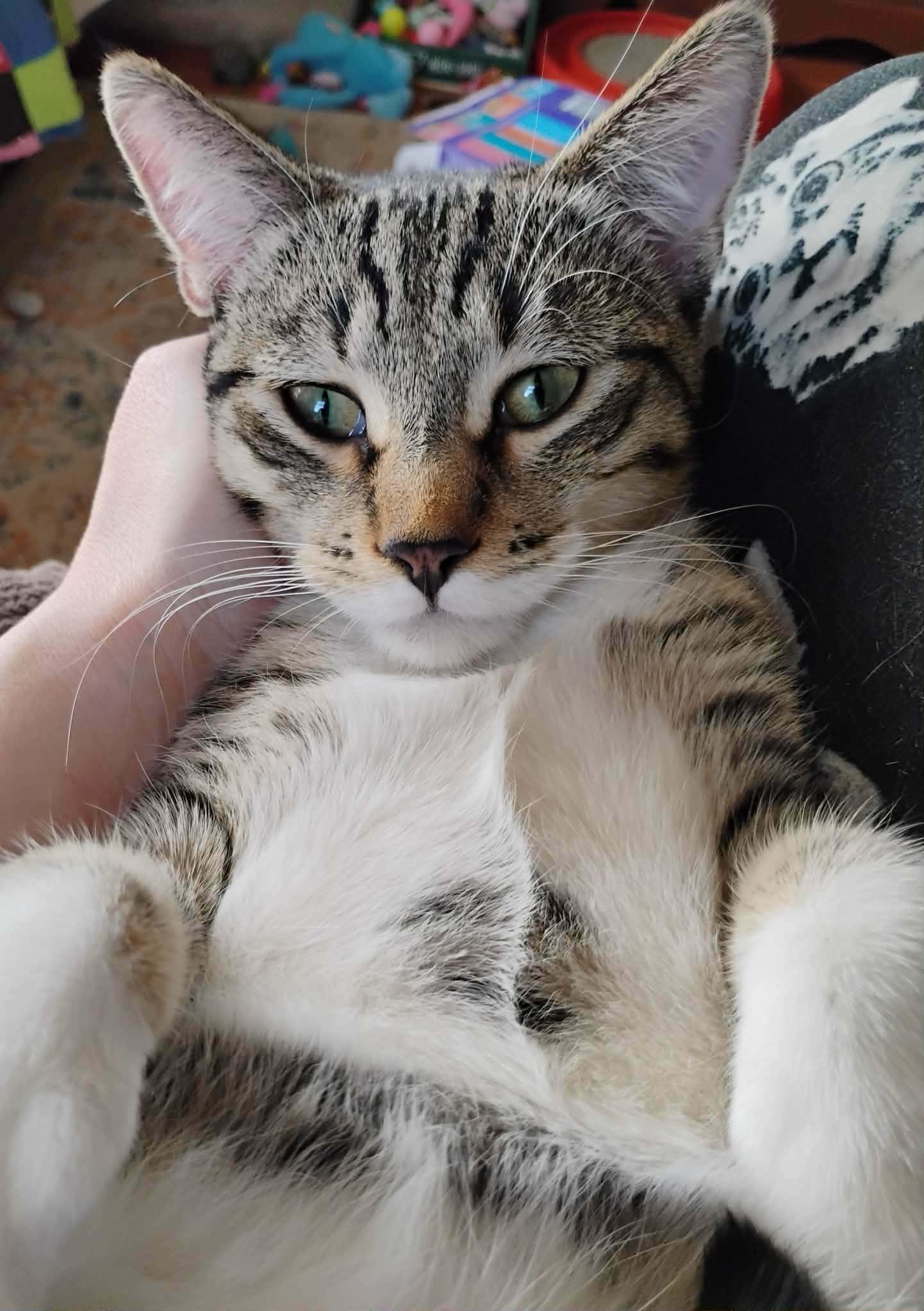 Enlarge Simon - "The Team Captain" - Courtesy Post, an adopted Domestic Short Hair in Anoka, MN image 2/6