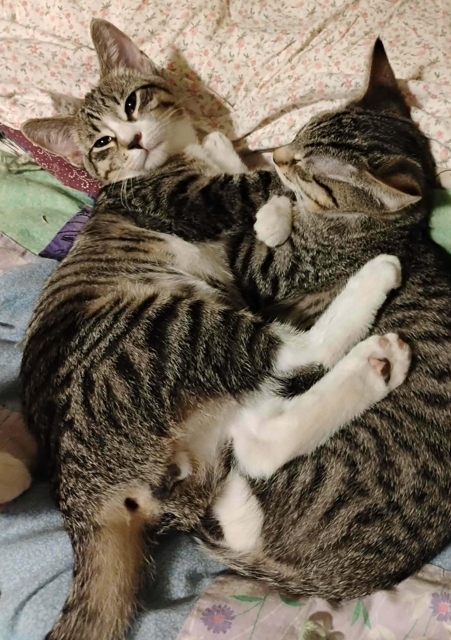 Enlarge Simon - "The Team Captain" - Courtesy Post, an adopted Domestic Short Hair in Anoka, MN image 6/6