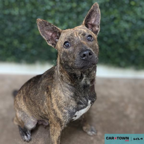 Enlarge Susie, a Adoptable mixed breed in Lexington, KY image 1/1