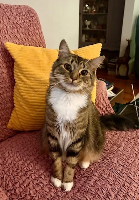 Peggy, a Adoptable American Shorthair in Hull, MA image 1/6