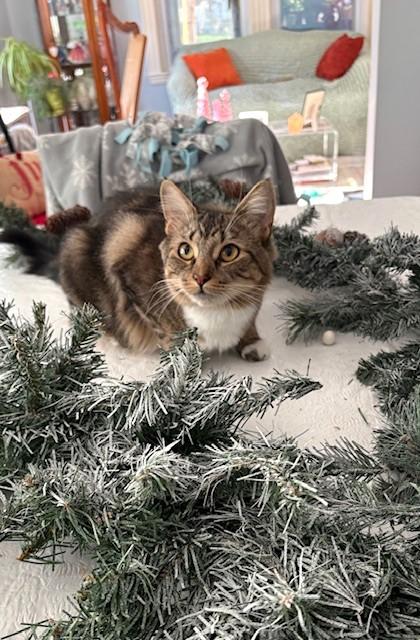 Peggy, a Adoptable American Shorthair in Hull, MA image 4/6