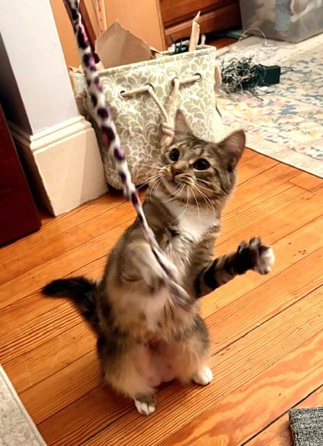 Peggy, a Adoptable American Shorthair in Hull, MA image 5/6