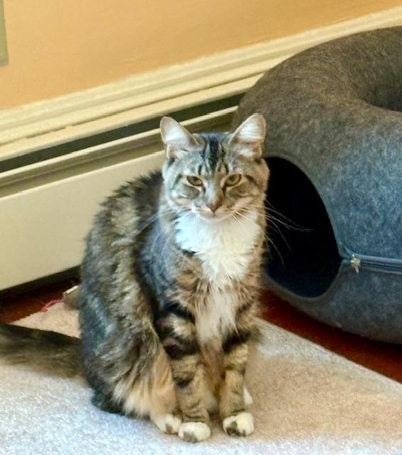 Peggy, a Adoptable American Shorthair in Hull, MA image 6/6