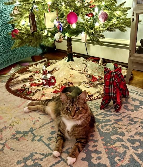 Peggy, a Adoptable American Shorthair in Hull, MA image 2/6