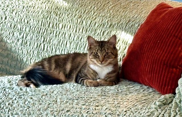 Peggy, a Adoptable American Shorthair in Hull, MA image 3/6