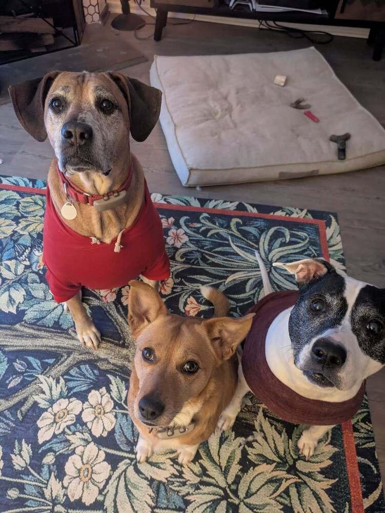 Enlarge Tanni, a Adoptable mixed breed in Milton, DE image 1/6