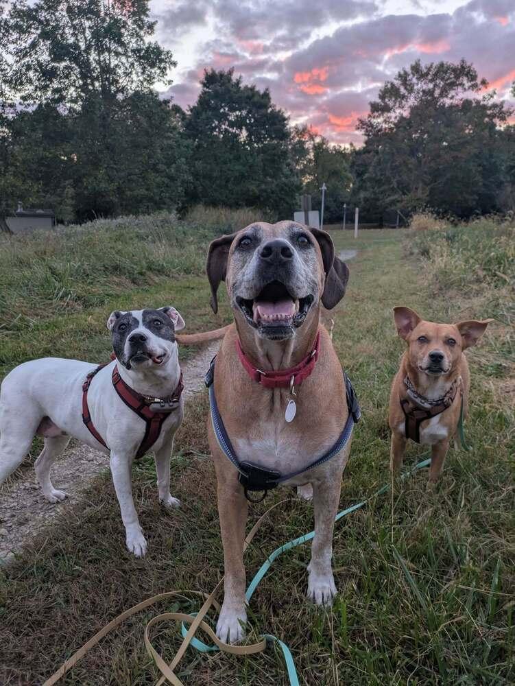 Enlarge Tanni, a Adoptable mixed breed in Milton, DE image 1/6