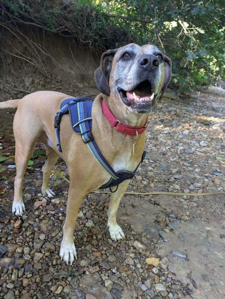 Enlarge Tanni, a Adoptable mixed breed in Milton, DE image 3/6