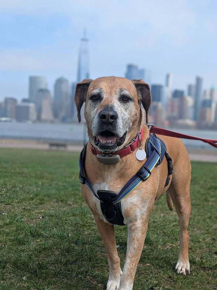 Enlarge Tanni, a Adoptable mixed breed in Milton, DE image 4/6