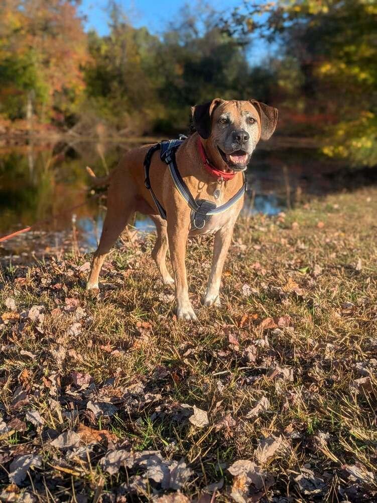 Enlarge Tanni, a Adoptable mixed breed in Milton, DE image 4/6