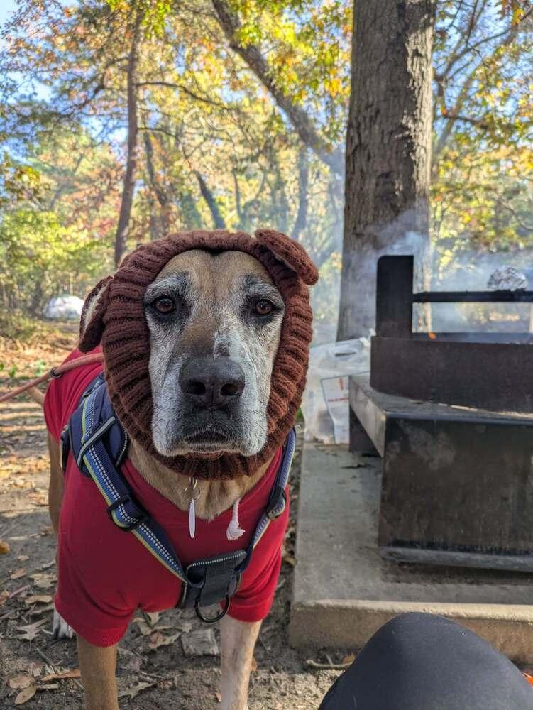 Enlarge Tanni, a Adoptable mixed breed in Milton, DE image 5/6