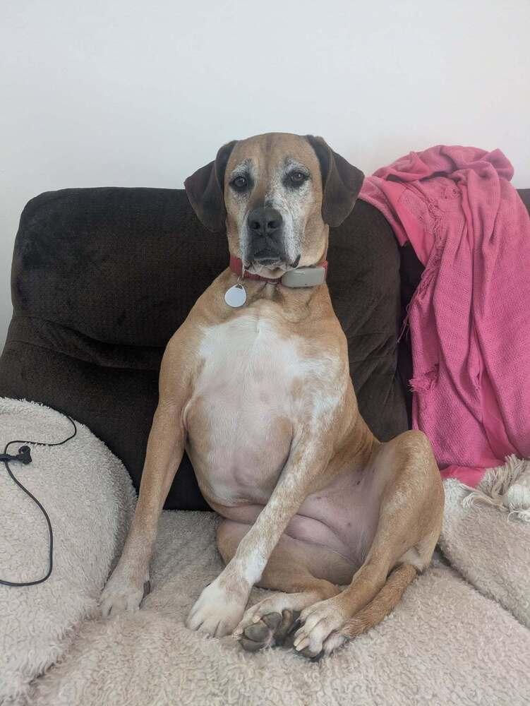 Enlarge Tanni, a Adoptable mixed breed in Milton, DE image 5/6