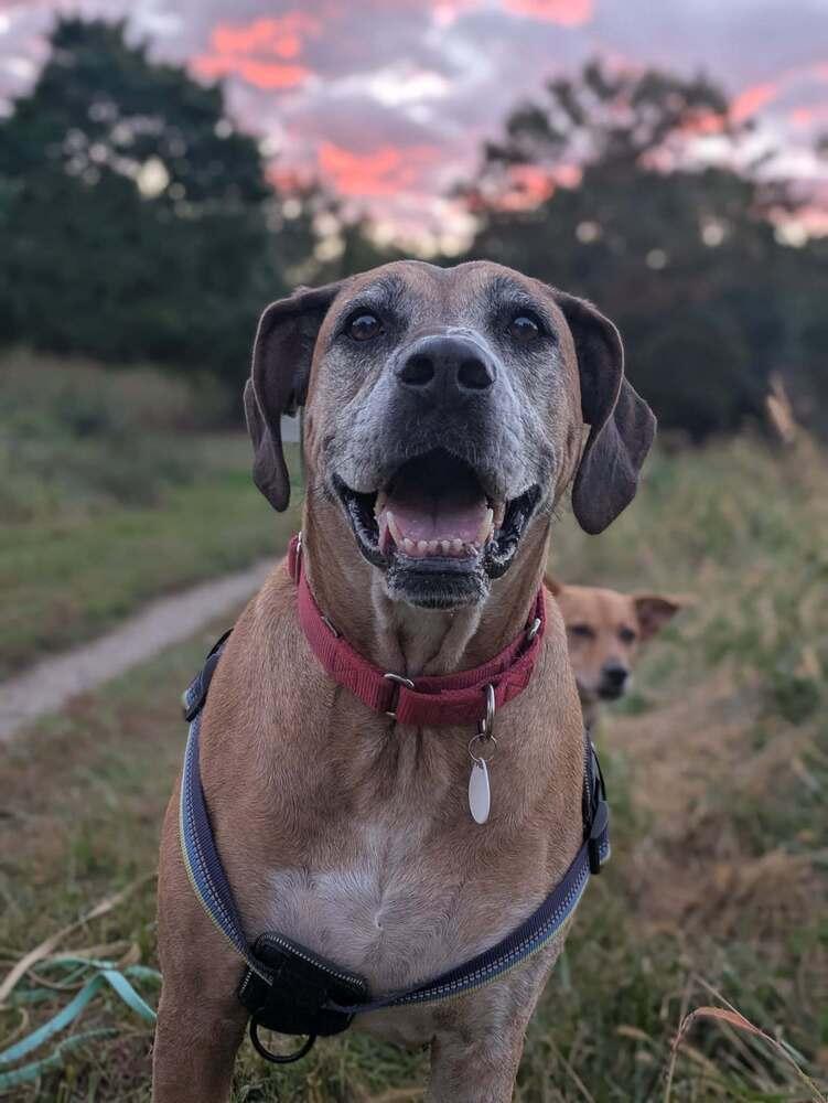 Tanni, Adoptable, Adult Female Mixed Breed.