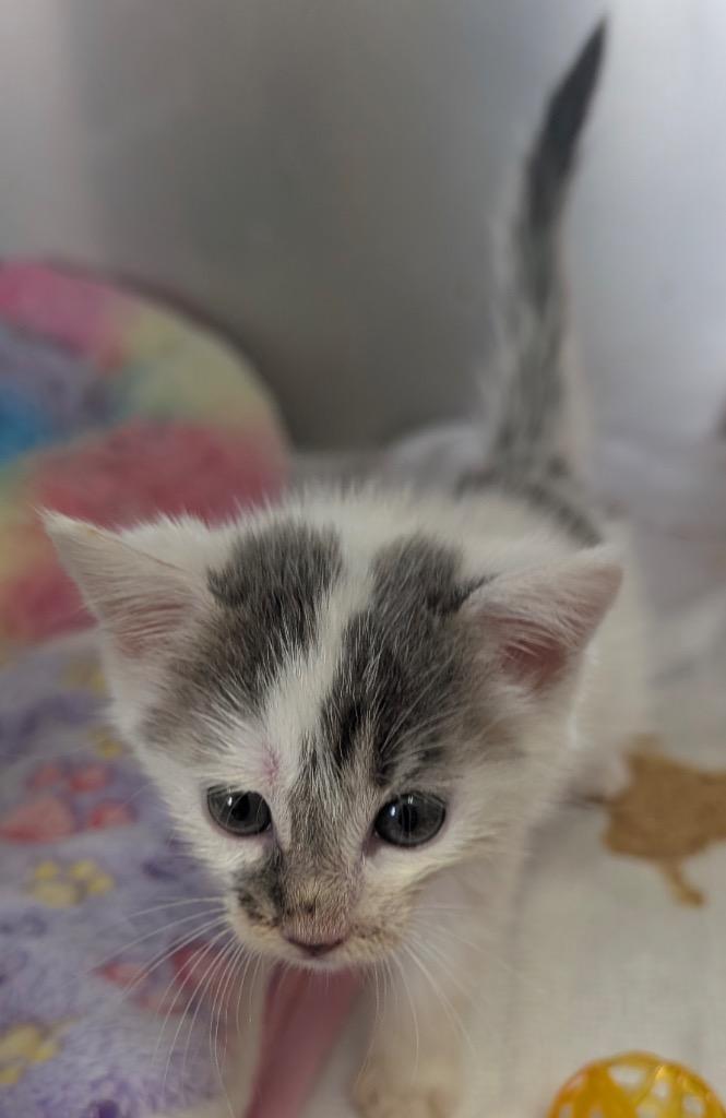 Bombay, Adopted, Kitten Male Domestic Short Hair.