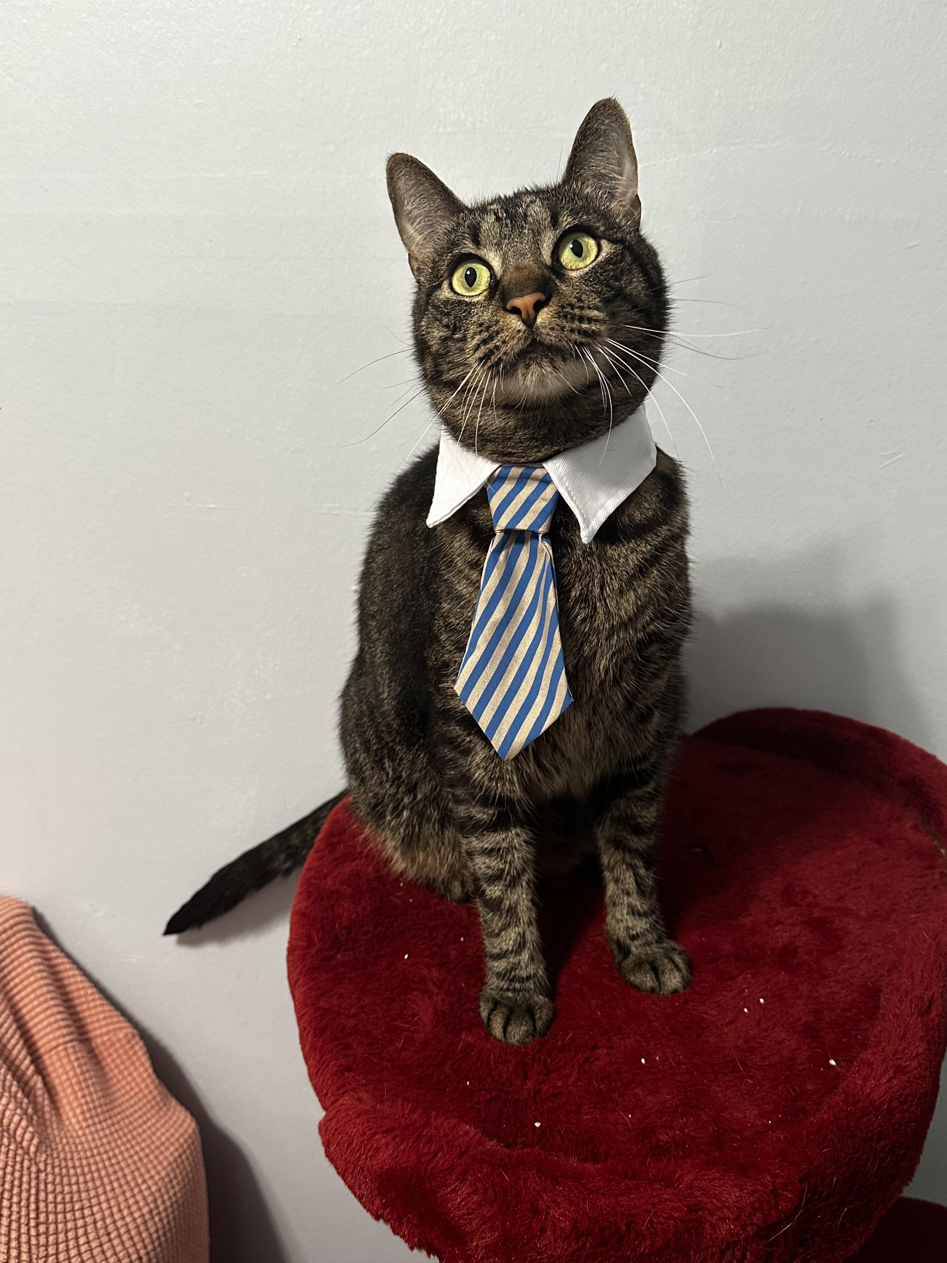 Diesel - Kuykendahl/99 Petsmart, a Adoptable Tabby in Spring, TX image 4/5