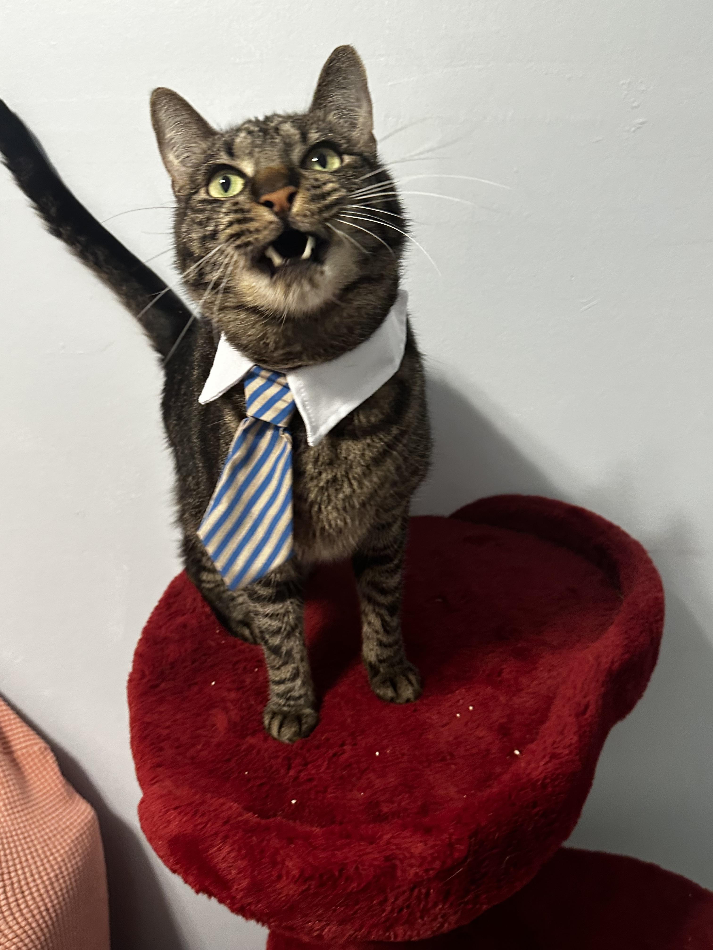 Diesel - Kuykendahl/99 Petsmart, a Adoptable Tabby in Spring, TX image 3/5