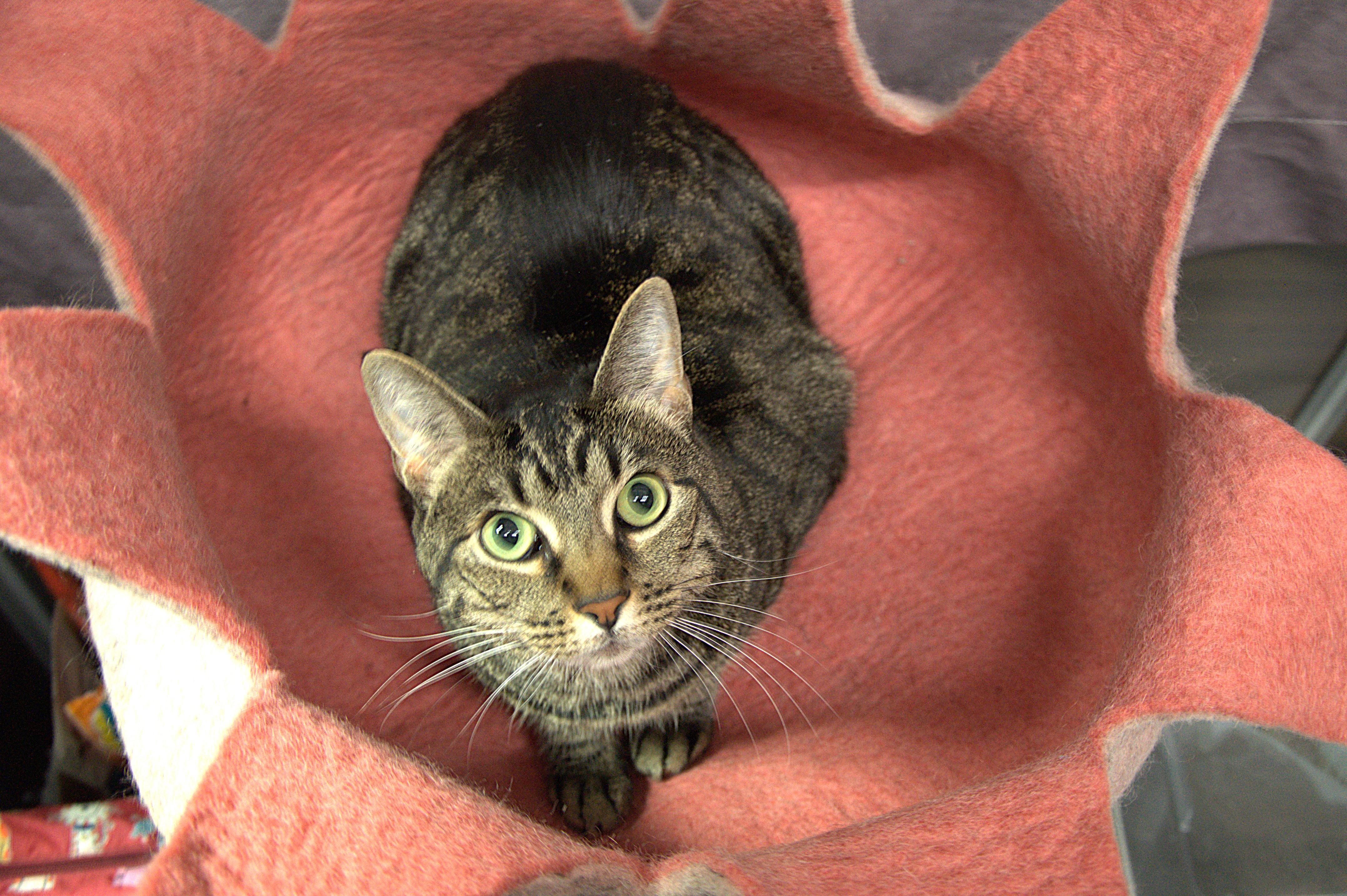 Enlarge Diesel - Kuykendahl/99 Petsmart, a Adoptable Tabby in Spring, TX image 1/2