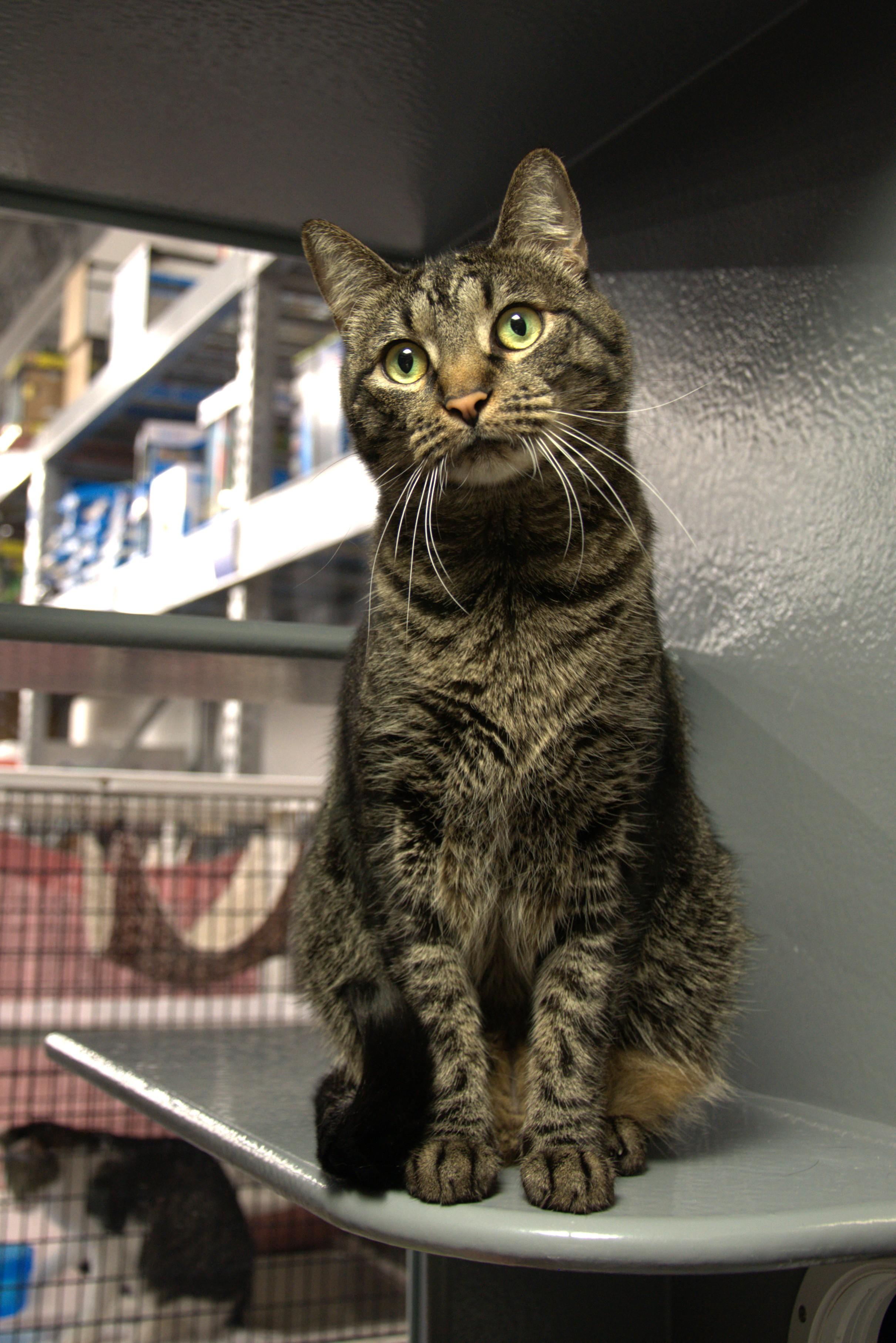 Enlarge Diesel - Kuykendahl/99 Petsmart, a Adoptable Tabby in Spring, TX image 2/2