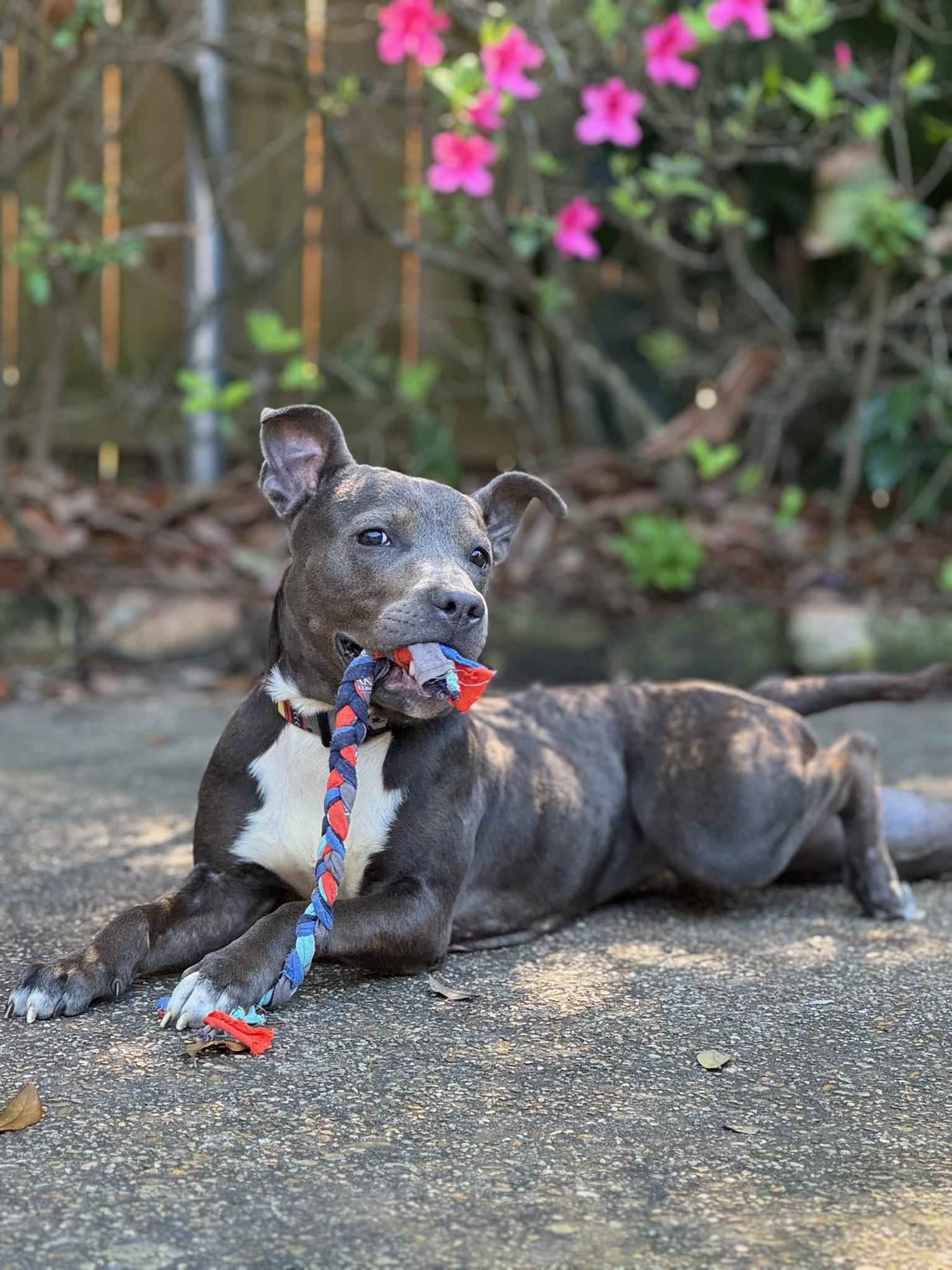 Ms. Olivia, ADOPTABLE, Young Female Mixed Breed.