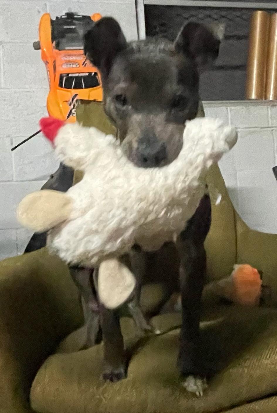 Ms. Olivia, a ADOPTABLE mixed breed in New Orleans, LA image 4/5