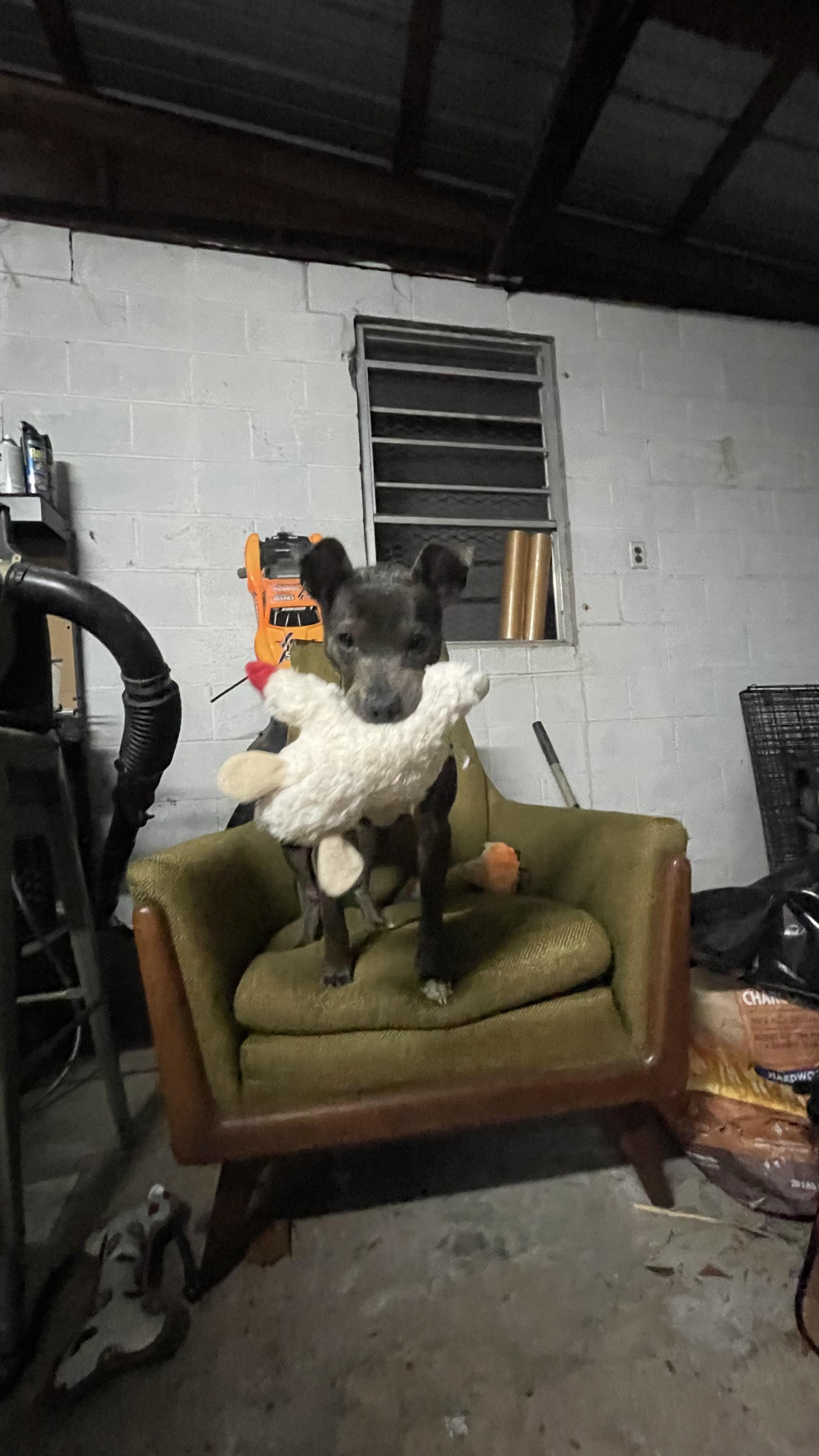 Enlarge Ms. Olivia, a ADOPTABLE mixed breed in New Orleans, LA image 3/5