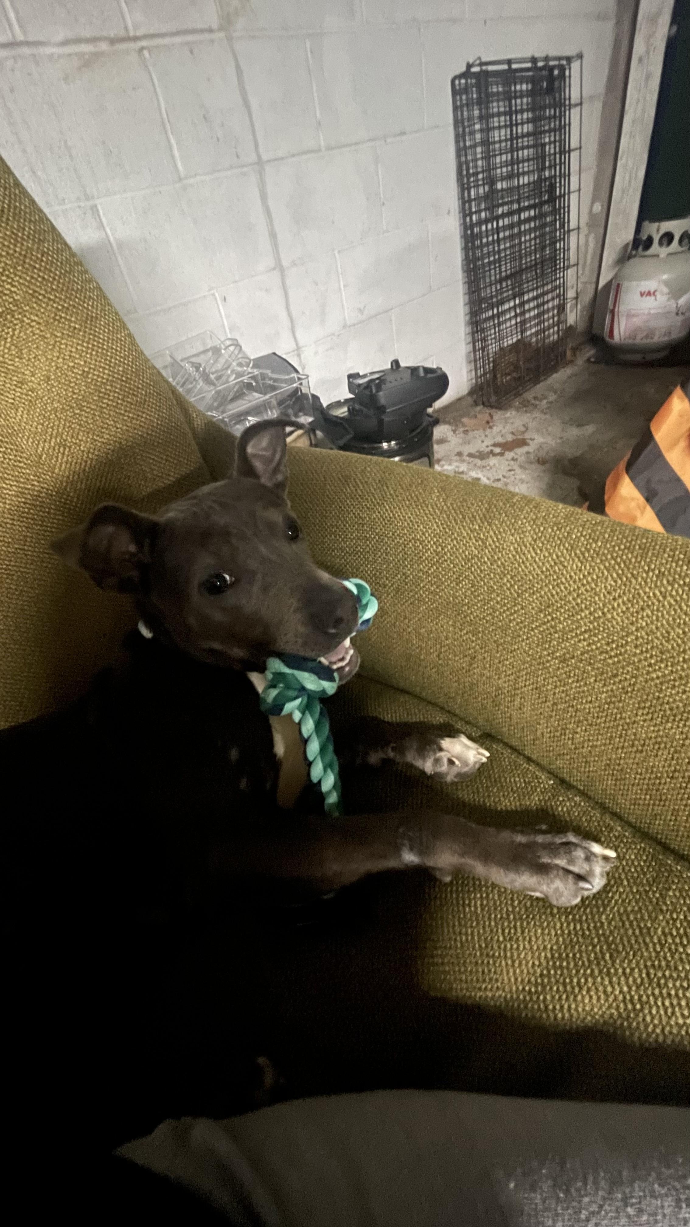 Enlarge Ms. Olivia, a ADOPTABLE mixed breed in New Orleans, LA image 4/5