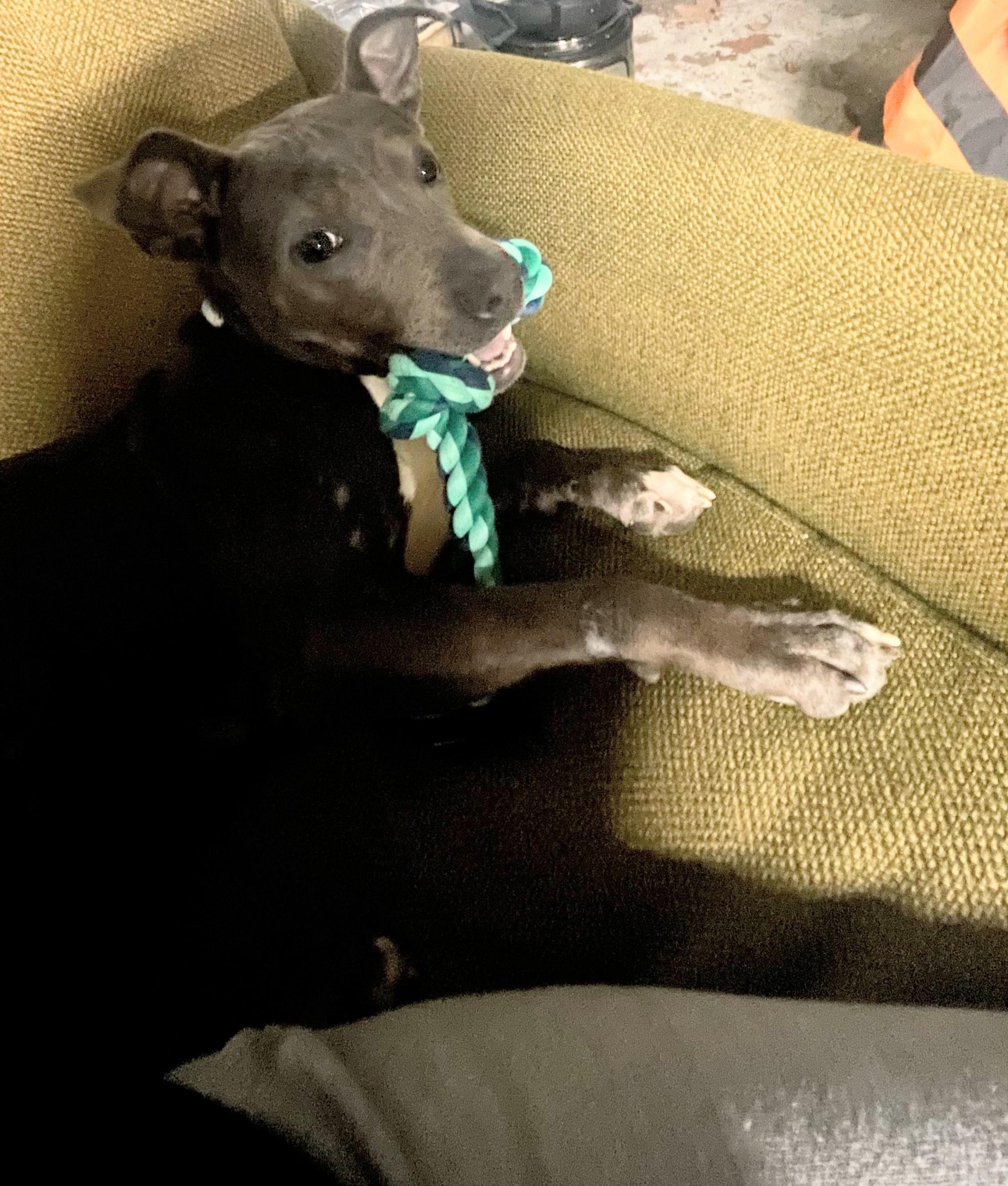 Ms. Olivia, a ADOPTABLE mixed breed in New Orleans, LA image 5/5