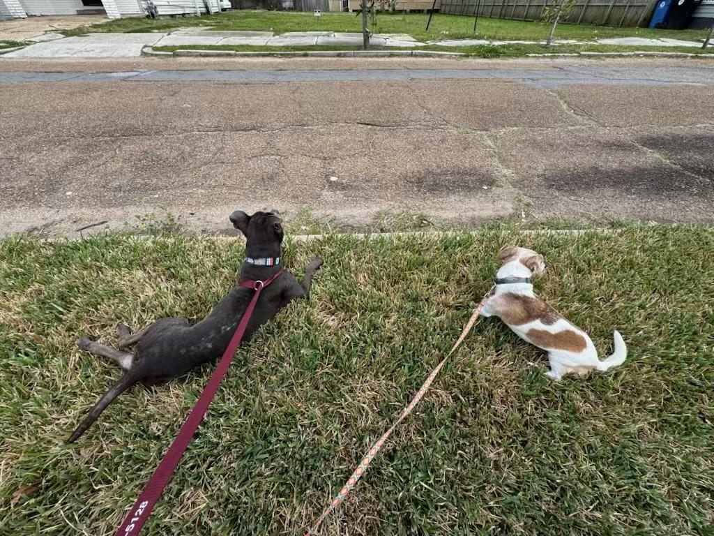 Enlarge Ms. Olivia, a ADOPTABLE mixed breed in New Orleans, LA image 5/5