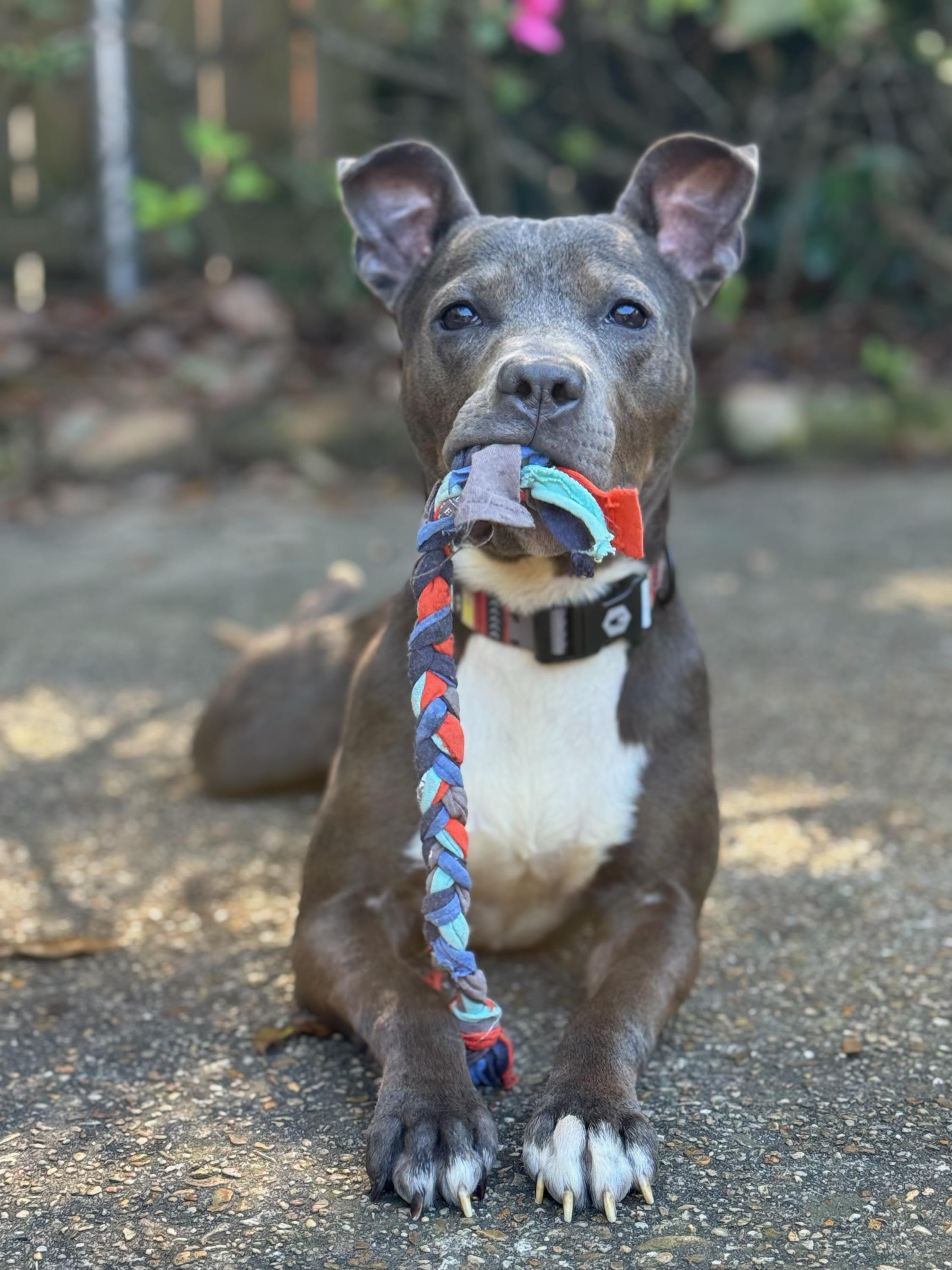 Enlarge Ms. Olivia, a ADOPTABLE mixed breed in New Orleans, LA image 2/5