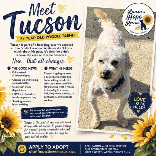 Enlarge Tuson, a Adoptable Poodle in Hop Bottom, PA image 1/1