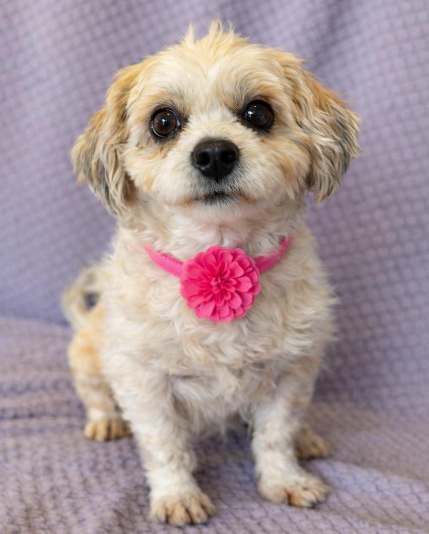 Enlarge Hope, an adopted Shih Tzu in Lodi, CA image 3/5
