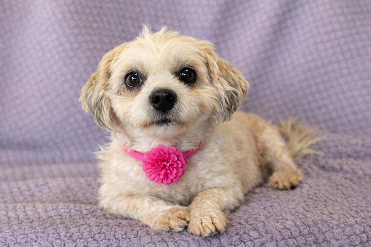 Enlarge Hope, an adopted Shih Tzu in Lodi, CA image 2/5