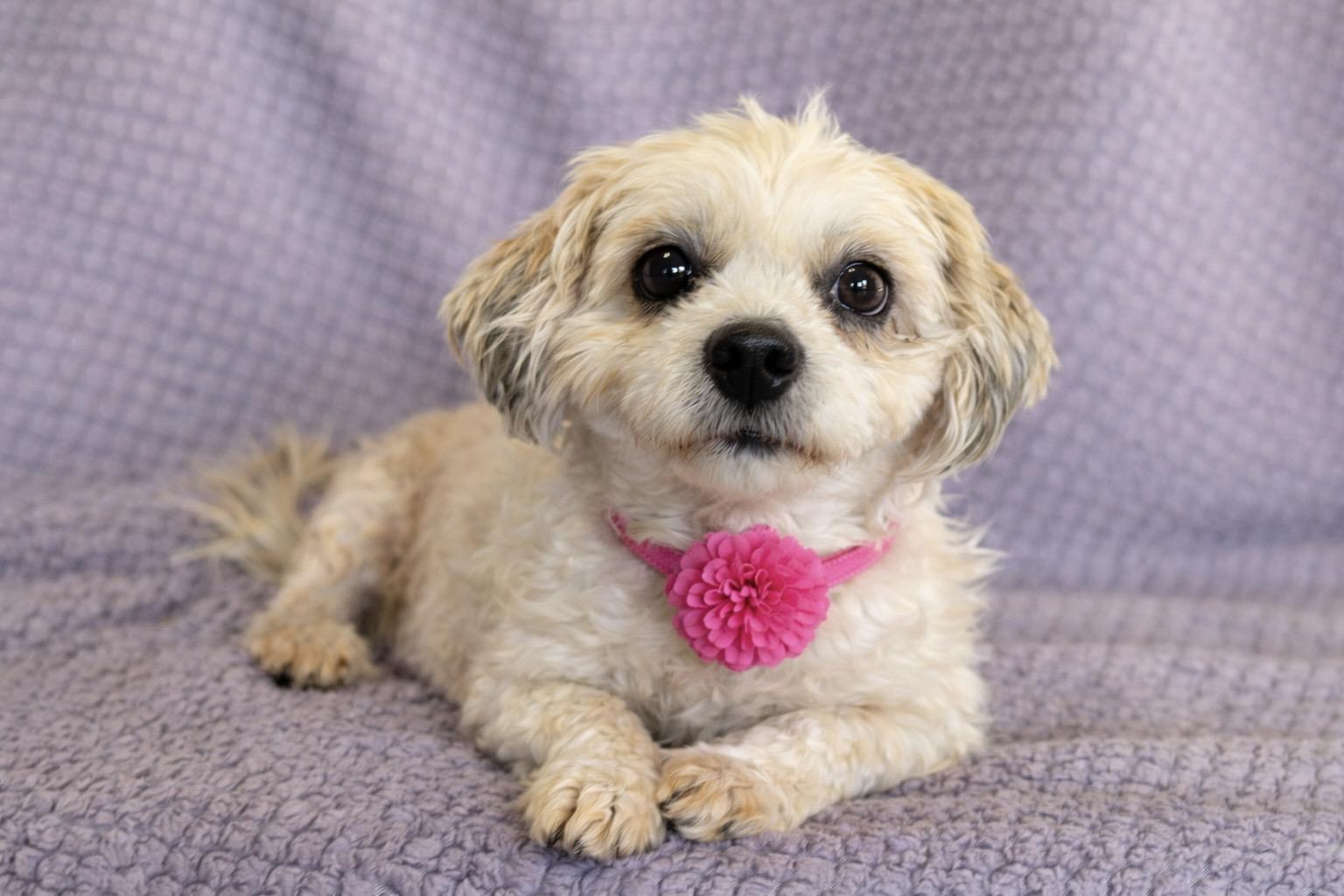 Enlarge Hope, an adopted Shih Tzu in Lodi, CA image 1/5