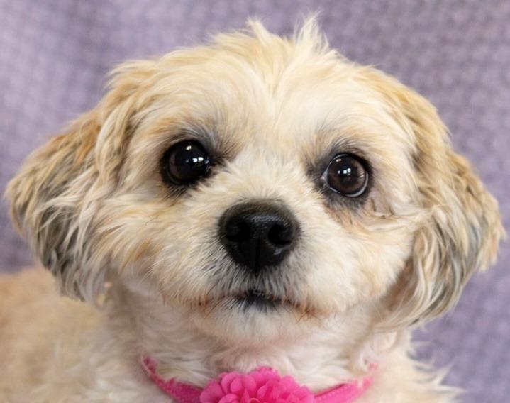 Enlarge Hope, an adopted Shih Tzu in Lodi, CA image 4/5