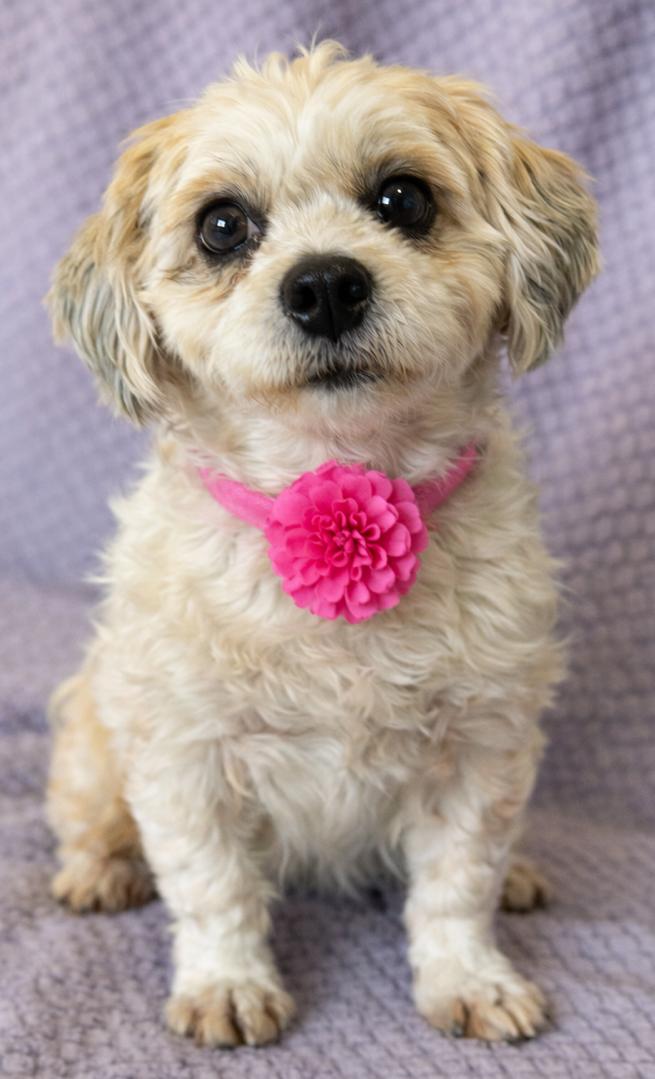 Enlarge Hope, an adopted Shih Tzu in Lodi, CA image 5/5