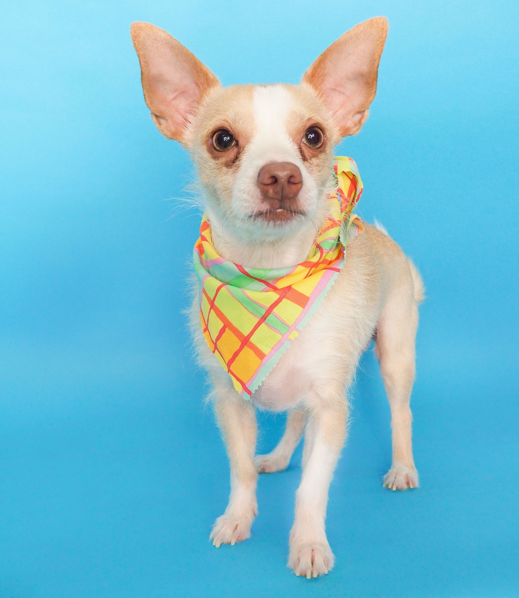 Enlarge Rocky, a Adopted mixed breed in PHOENIX, AZ image 1/4