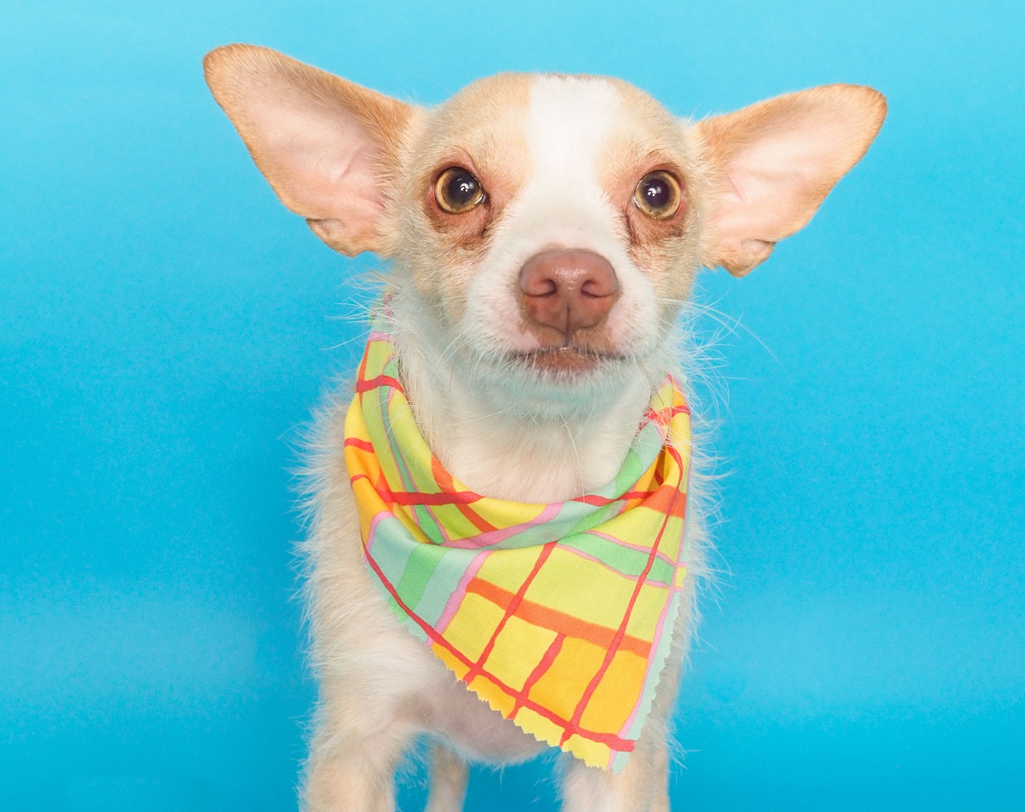 Enlarge Rocky, a Adopted mixed breed in PHOENIX, AZ image 3/4