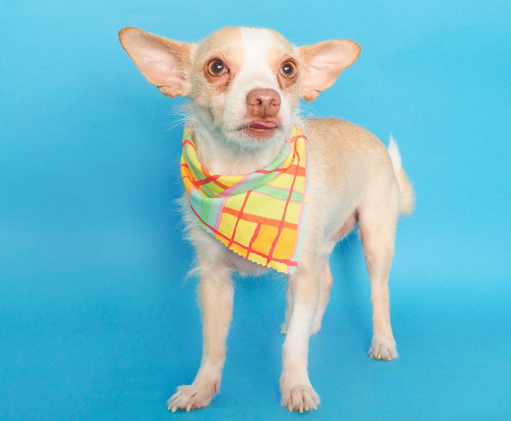 Enlarge Rocky, a Adopted mixed breed in PHOENIX, AZ image 4/4