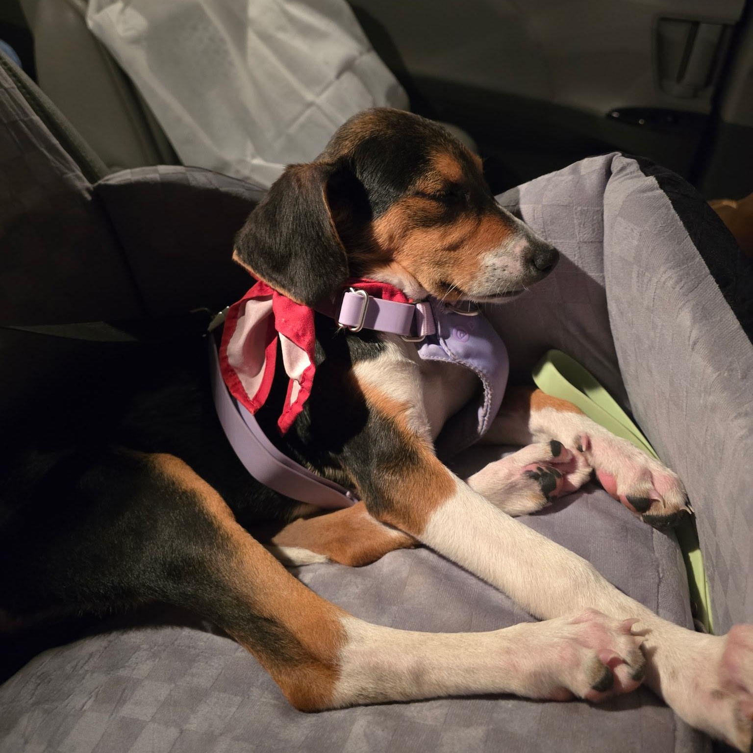 Indie, adopted, Puppy Female Treeing Walker Coonhound.