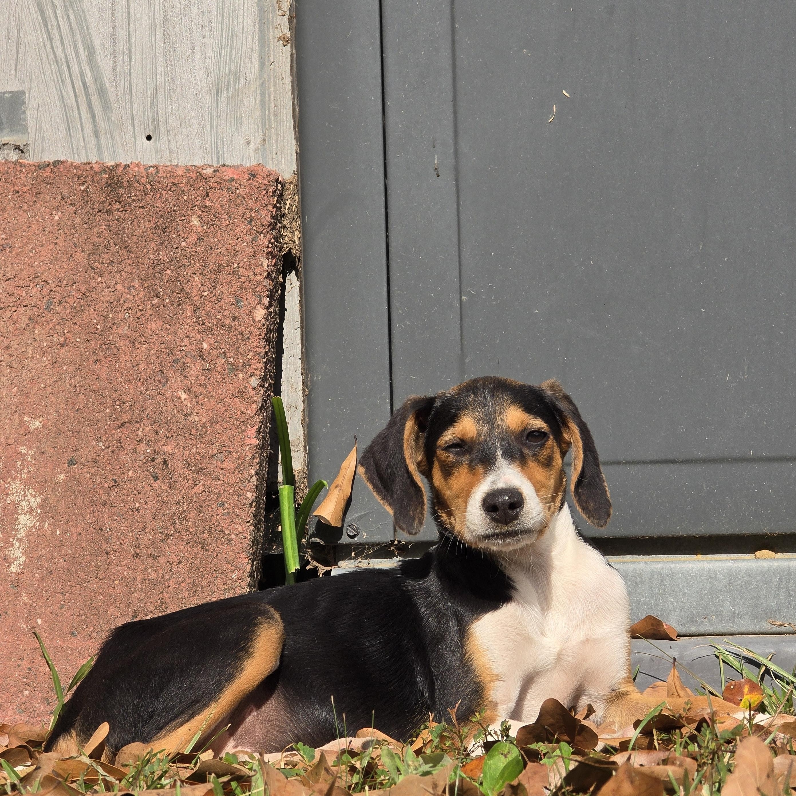 Indie, an adopted Treeing Walker Coonhound in Charlotte, NC image 2/4