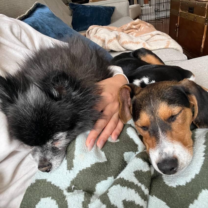 Indie, an adopted Treeing Walker Coonhound in Charlotte, NC image 3/4