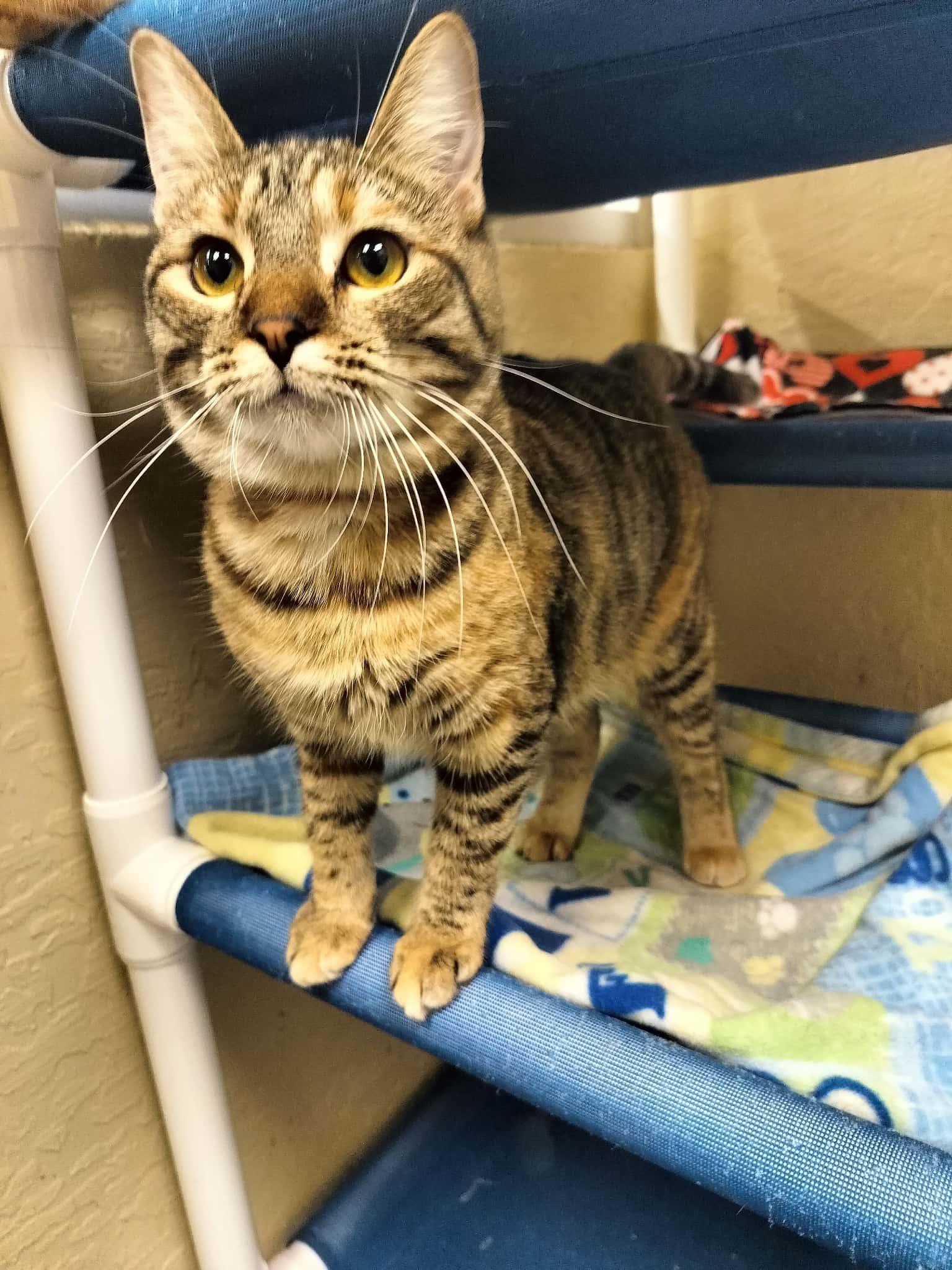 Enlarge Claudia, a Adoptable Torbie in Parlier, CA image 1/6