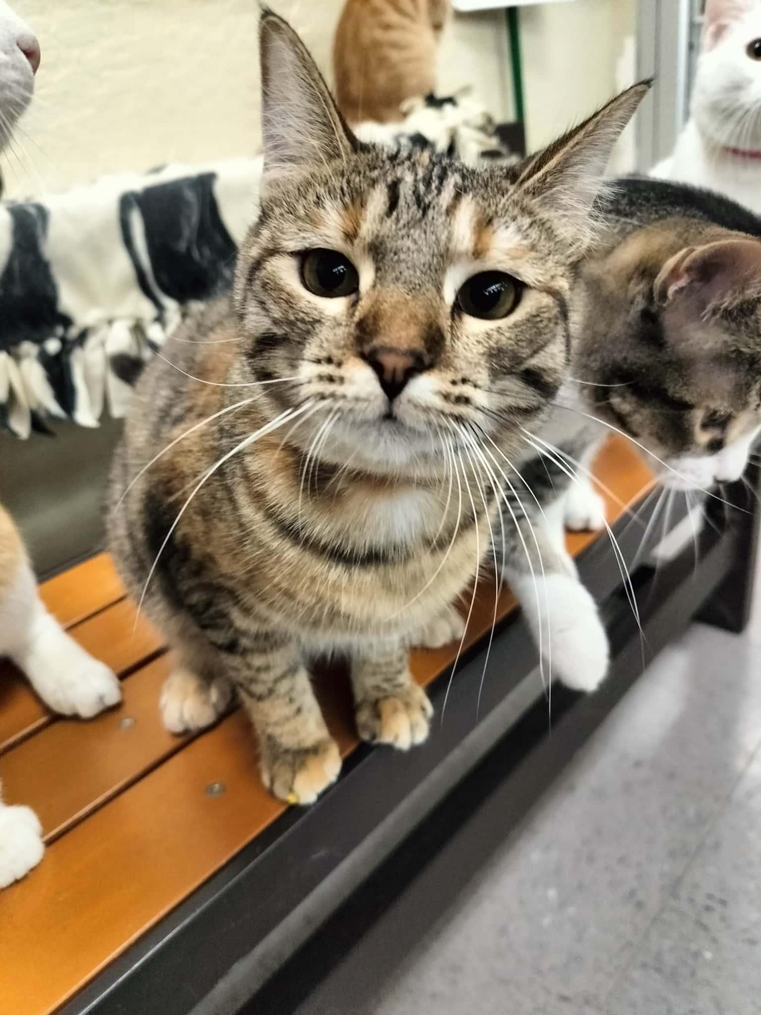 Enlarge Claudia, a Adoptable Torbie in Parlier, CA image 3/6