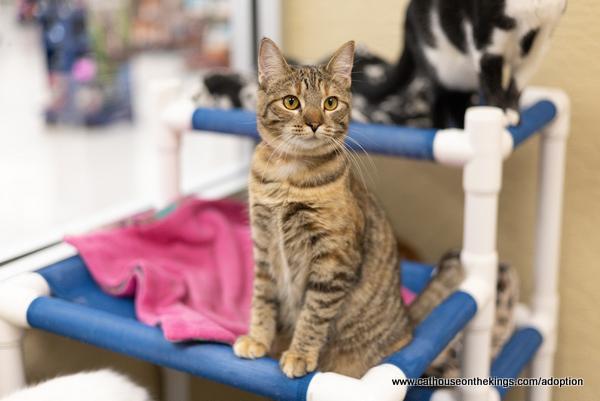 Enlarge Claudia, a Adoptable Torbie in Parlier, CA image 5/6