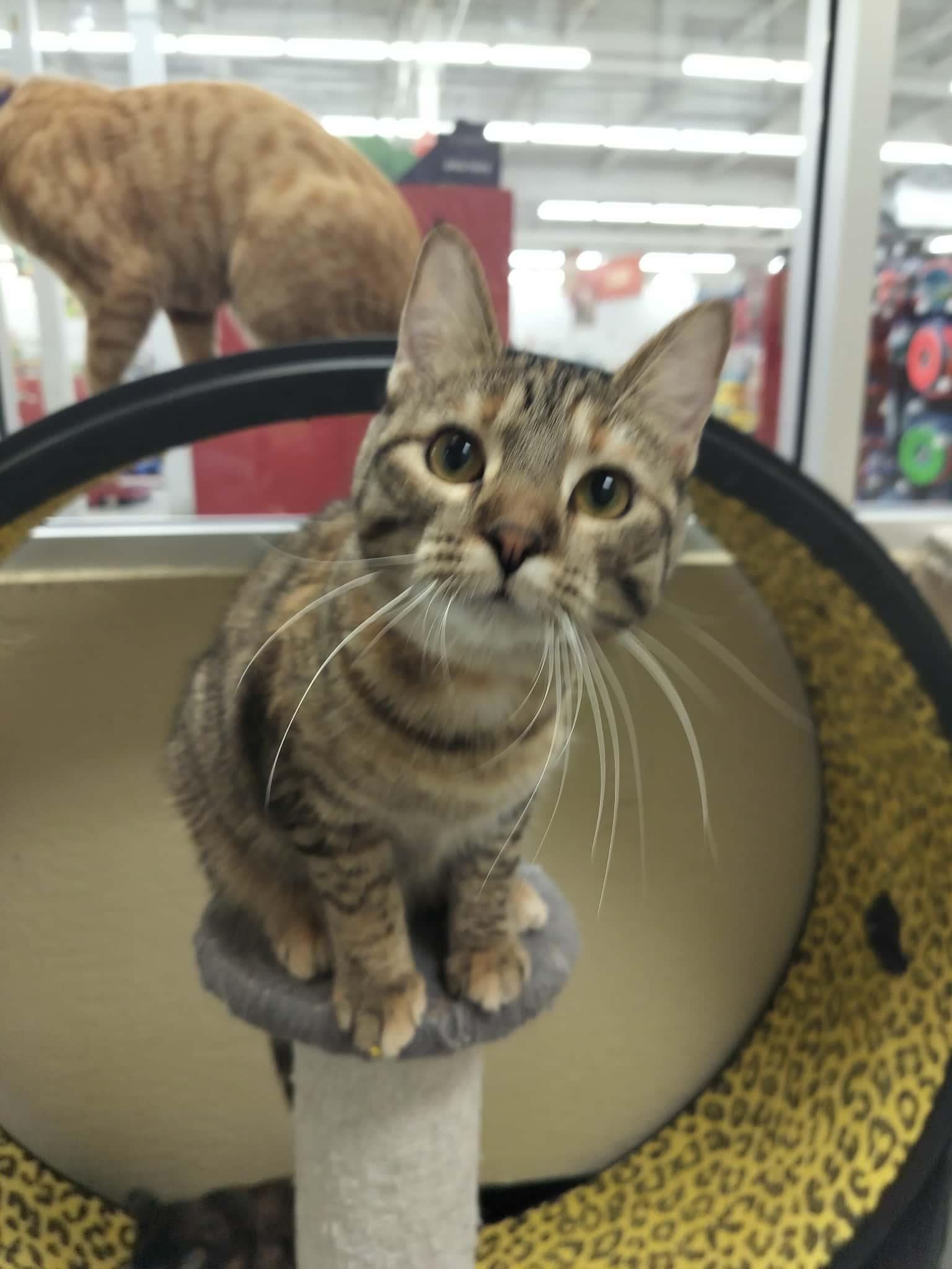 Enlarge Claudia, a Adoptable Torbie in Parlier, CA image 6/6