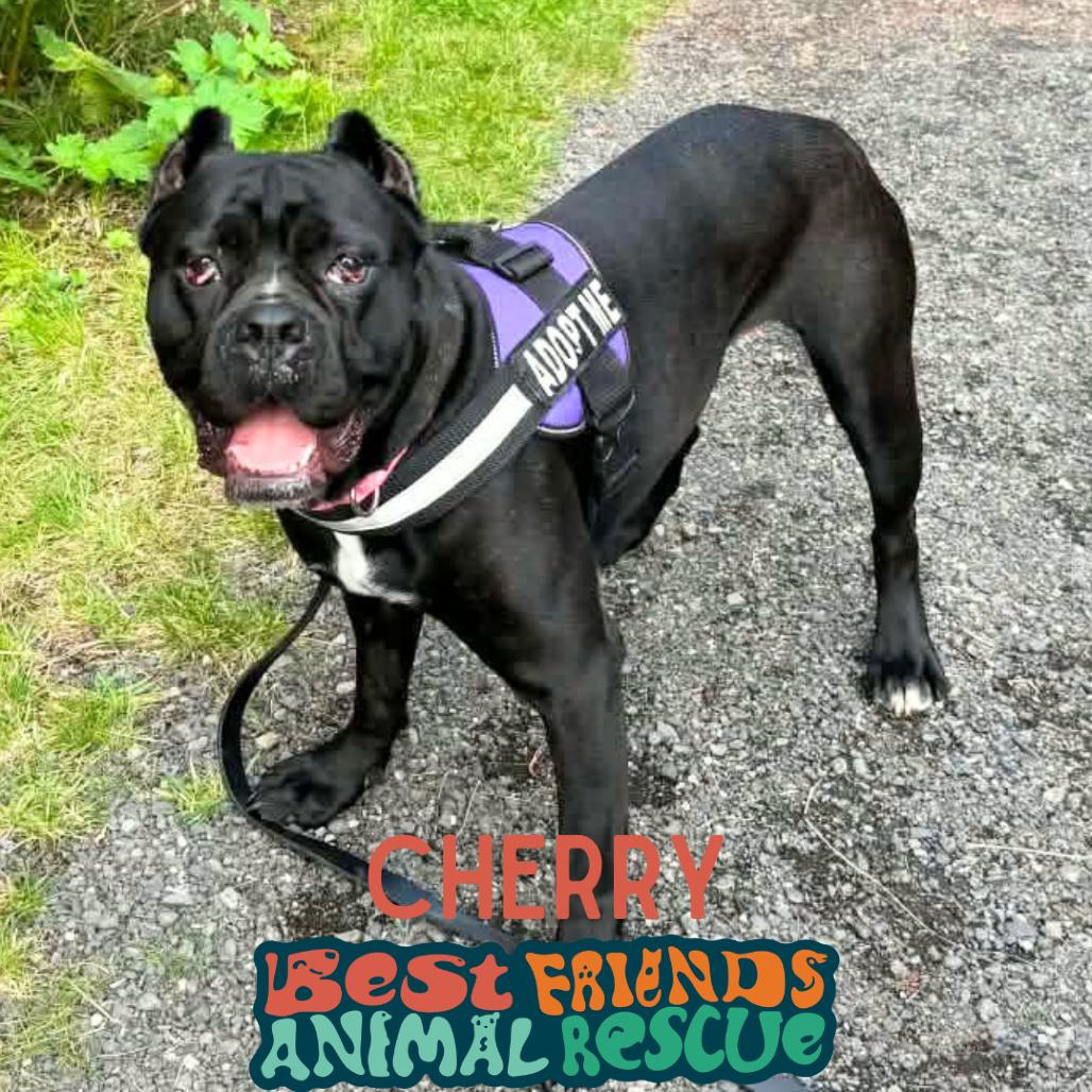 Cherry, Adoptable, Adult Female Cane Corso.