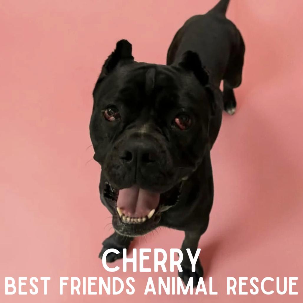 Cherry, a Adoptable Cane Corso in Wasilla, AK image 2/2