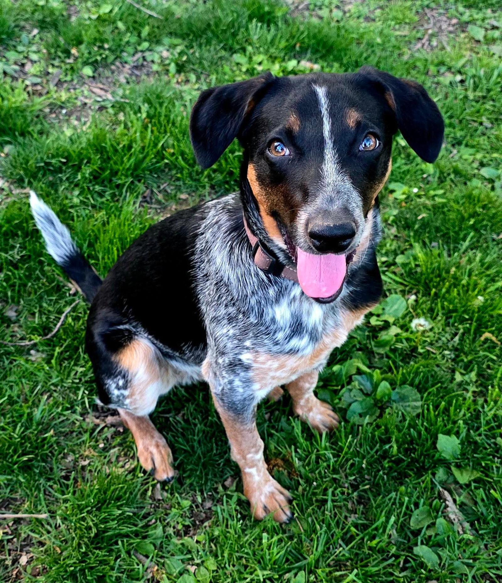 Bandit (savage), Adopted, Young Male Australian Cattle Dog / Blue Heeler.