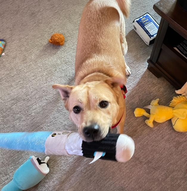 Sanji, Adoptable, Young Male Jindo.