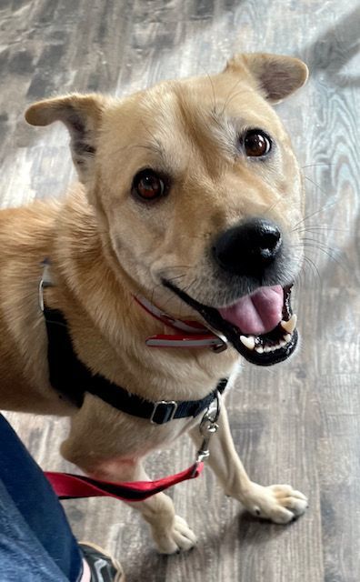 Sanji, a Adoptable Jindo in Far Rockaway, NY image 3/4